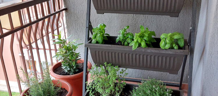 Orto in balcone